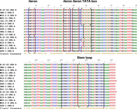 Multiple Sequence Alignment Of Common Region Of The Dna A And Dna B