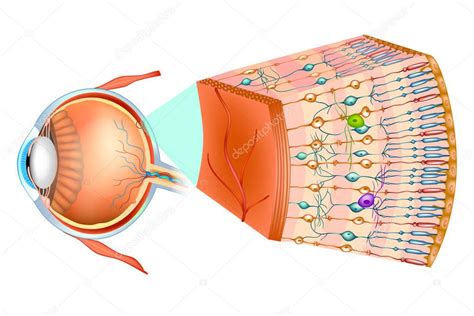 Estrutura Olho Humano Organização Retina Parte Óptica Retina Vetor de