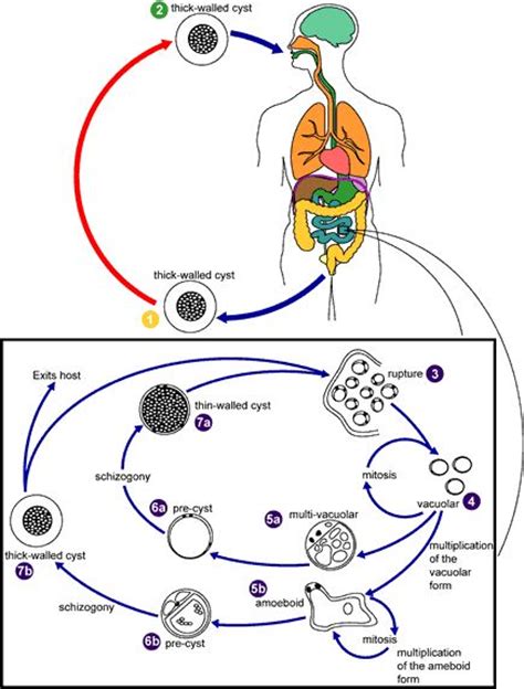 Trichomonas Hominis Life Cycle