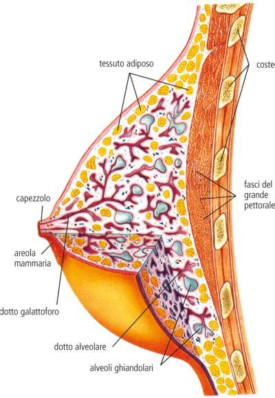 Capezzolo Dizionario Medico Corriere It