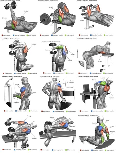 Treinos De Triceps Hipertrofia Retoedu