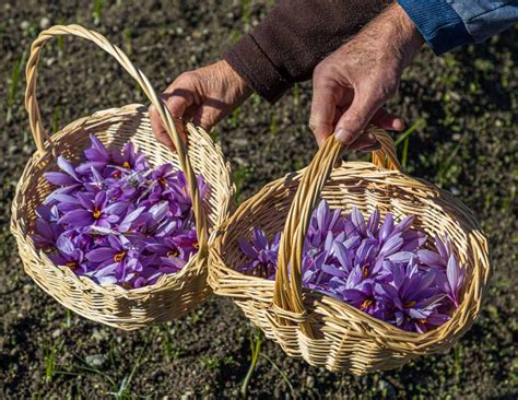 Saffron Spice And Remedy Tellerrand Stories In English