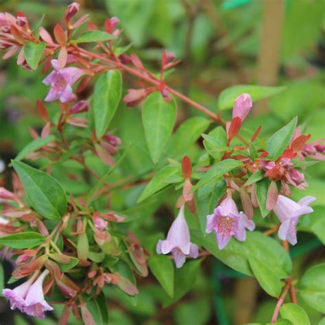 Abelia Grandiflora Edward Goucher