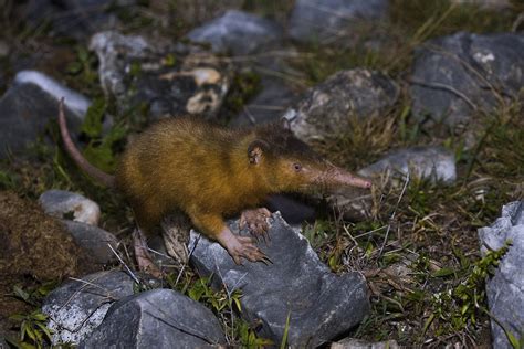 Solenodon: One of the World's Very Few Venomous Mammals Rediscovered