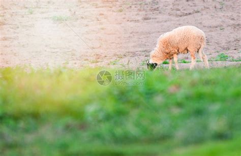 夏日在牧羊农场的绿地上放牧草高清图片下载 正版图片305756389 摄图网