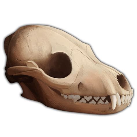 Fox Skull By Hvallaadmin On Deviantart