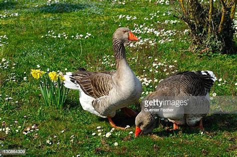 88 Toulouse Goose Stock Photos High Res Pictures And Images Getty