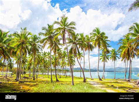 Group Of Palm Trees On The Green Lawn Near The Ocean Vacation Concept