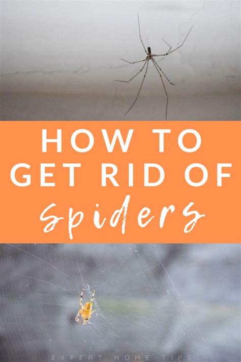 How To Get Rid Of Spiders Easy Tips That Really Work Get Rid Of