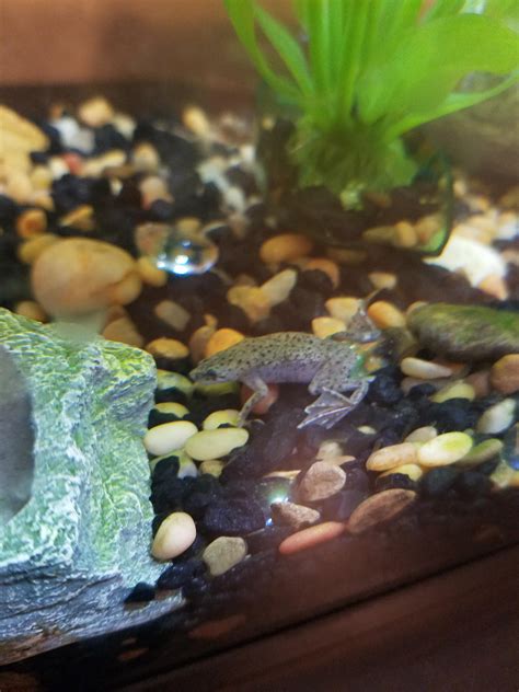 African Dwarf Frog Care Reddit Basic Facts About African Dwarf Frogs