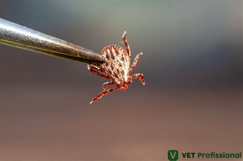 Febre Maculosa Como Ocorre A Transmiss O Dessa Doen A Vet Profissional