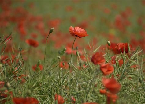 Coquelicots Fleurs Le Printemps Photo Gratuite Sur Pixabay Pixabay