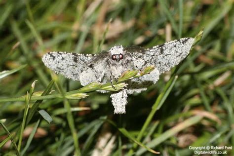peppered moth birdforum