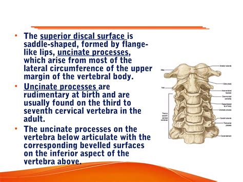 Cervical spine anatomy | PPT