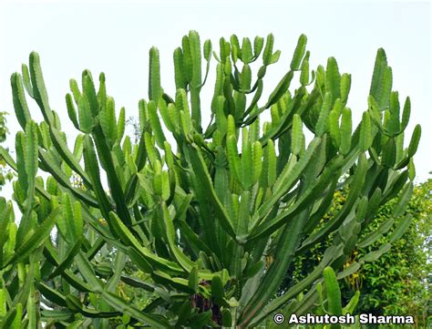 Euphorbia Plant Pictures