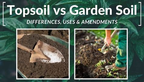 Topsoil Vs Potting Soil Which Should I Use For My Outdoor 53 Off