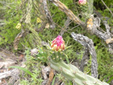 Diane's Texas Garden: Blooming Cactus