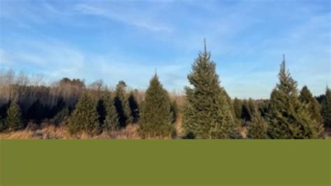 Tree Identification: Fraser Fir - Steigerwaldt Land Services