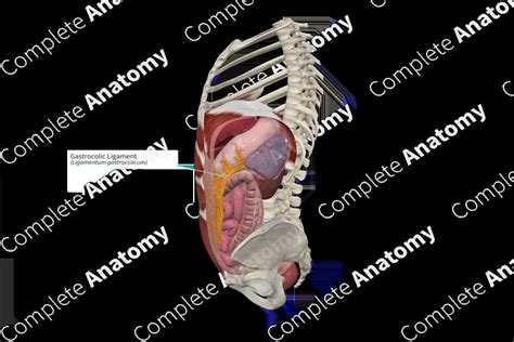 Gastrocolic Ligament | Complete Anatomy