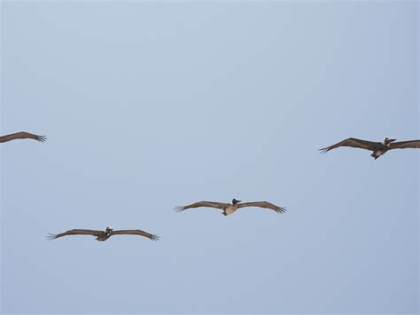 Brown Pelican From Kleberg County TX USA On April 15 2023 At 02 16