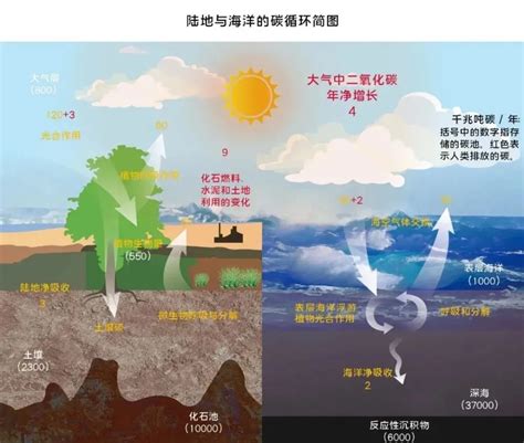 蓝碳：逐渐兴起的的生物固碳“宝藏”腾讯新闻