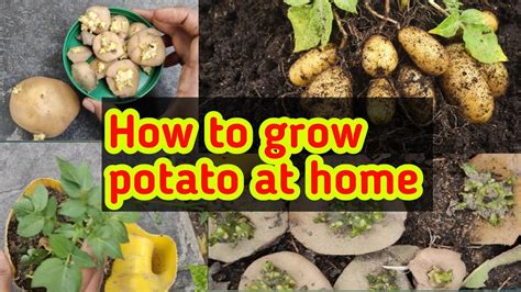 పాటతో పెద్ద Size రావాలంటే ఏం చెయ్యాలి చూడండిhow To Grow Potato At Home Youtube