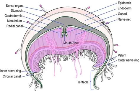 Difference Between Polyp And Medusae With Comparison Chart Bio