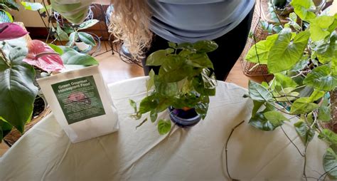 Arrowhead Plant Care—What to Know - Healthy Houseplants