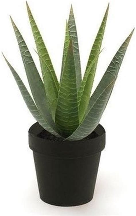 Plante Artificielle Aloe Vera Verte En Pot Cm Plante D Int Rieur