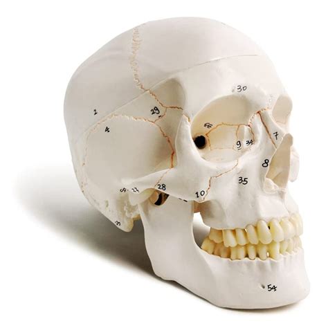 classic full size numbered human skull model anatomical models