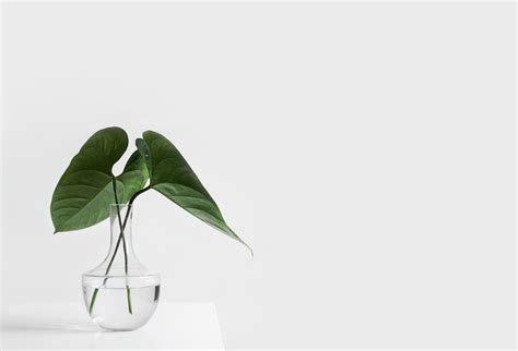 Minimalist Plant Wallpapers On Wallpaperdog