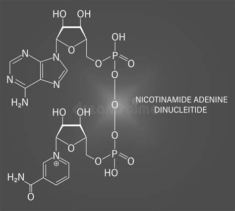 Nicotinamide Adenine Dinucleotide Or NAD Coenzyme Molecule Skeletal