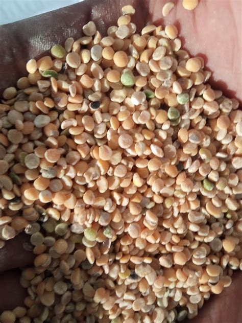 Yellow Toor Dal Pan India High In Protein At Rs Kg In Sabarkantha