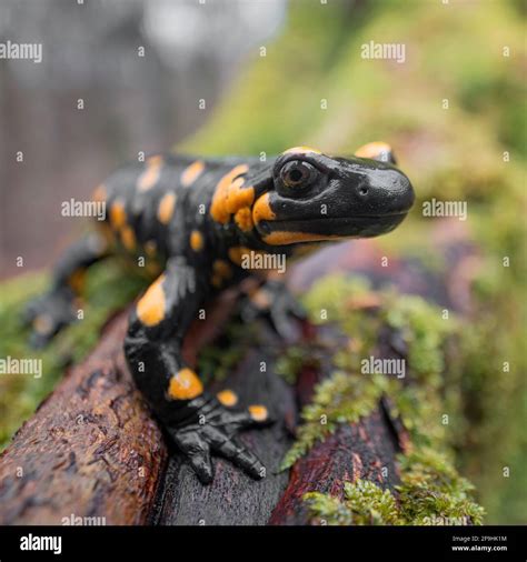 Salamandre De Feu Orange Salamandra Salamandra Banque De Photographies