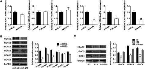 H19 And Mir 675 Downregulated The Expression Of Hdacs 4 5 And 6 A