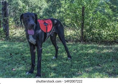 Portrait Great Dane Service Dog Standing Stock Photo 1492007204 | Shutterstock