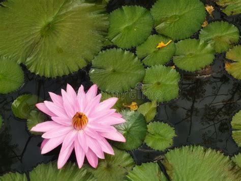 Flor Blanca Rosa Agua Lily Plantae Sagrado Loto Frijol De India Nelumbo