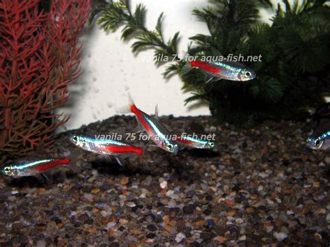 Neon Tetra Care Guide: Diet, Breeding Tips, and More