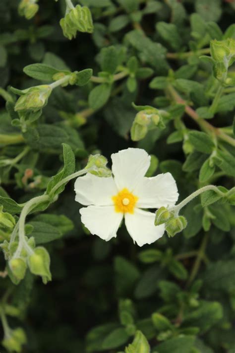 Zistrose Cistus Hybridus Hauenstein AG