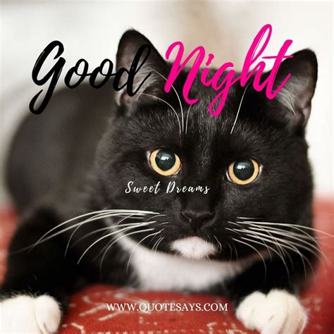 Albums 90 Pictures Good Night Cat Pictures Superb