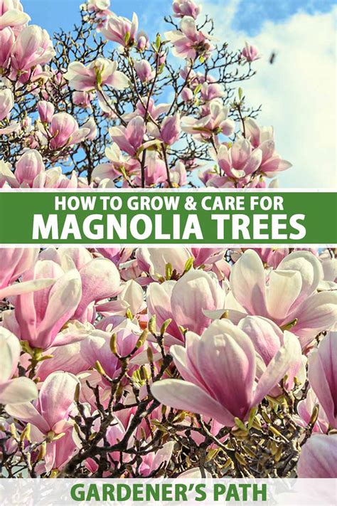 How To Grow And Care For Magnolia Trees Gardeners Path