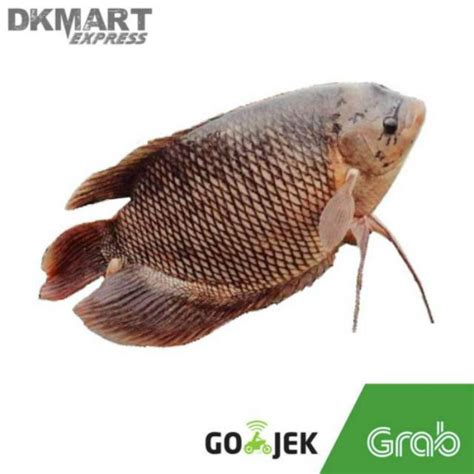 Jual Ikan Gurami Segar Gram Ikan Gurame Fresh Gr Indonesia