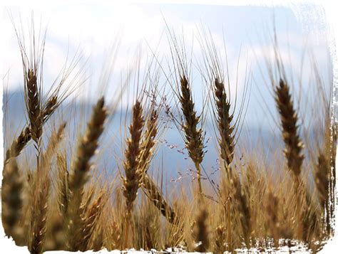 Download Wheat Field Png Png Image With No Background