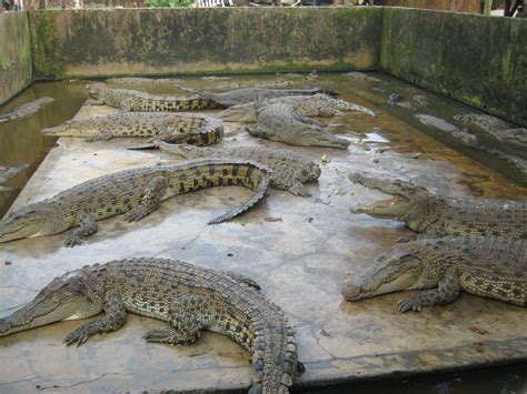 Penangkaran Buaya Asam Kumbang Medan