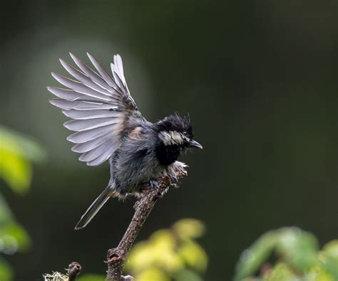 Birding Mengbishan Sichuan China 10000 Birds