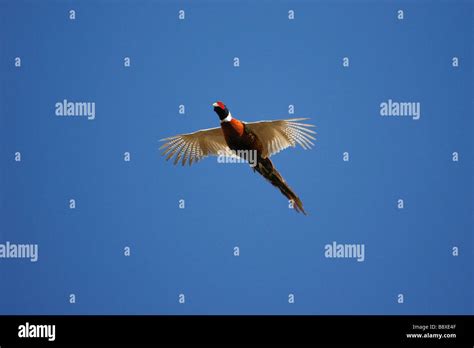 Ringneck Pheasant In Flight Stock Photo Alamy