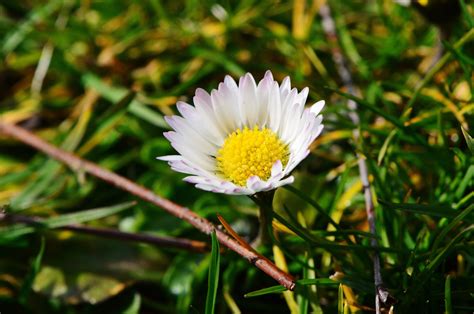 Fotos gratis naturaleza césped prado pétalo verano primavera