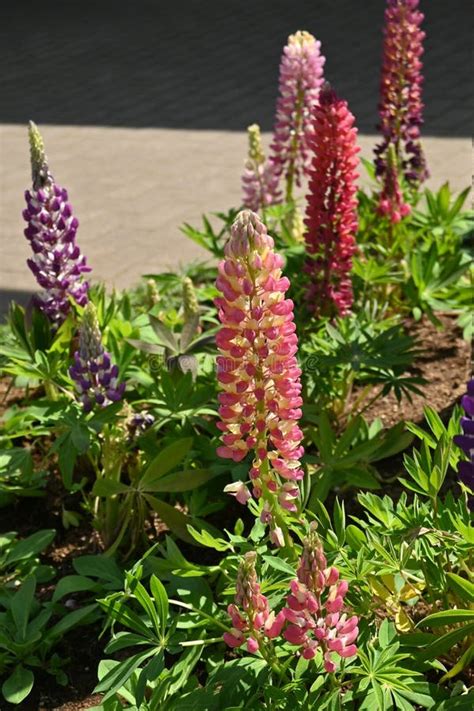 Lupin ( Lupinus ) flowers. stock photo. Image of natural - 275017240