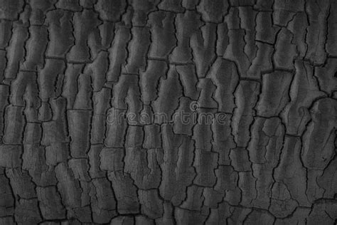 Textura Del Carbón De Leña De Madera rbol Quemado Fondo Negro Del Carb