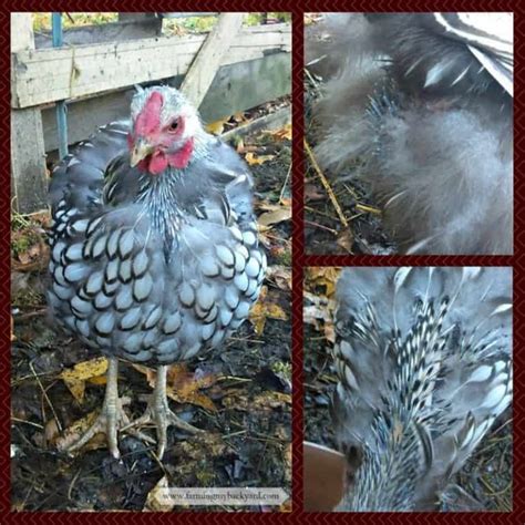 Are Your Chickens Molting? Here's What You Need To Know - Farming My ...